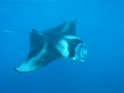 manta